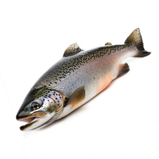 Форель Форель